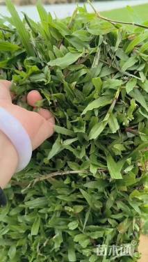 大叶油草