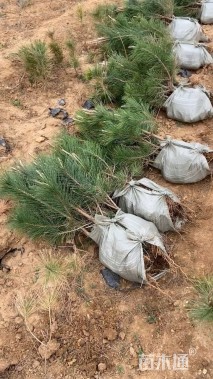 高度100厘米黑松