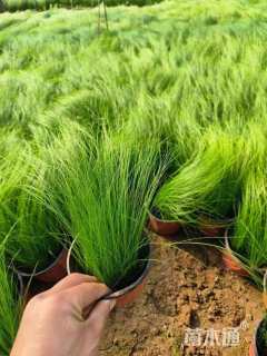 高度30厘米墨西哥羽毛草