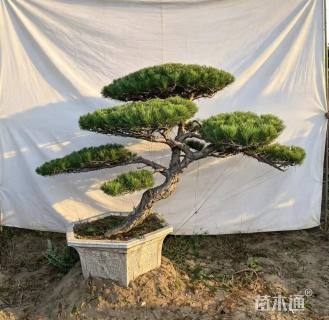 14公分造型黑松