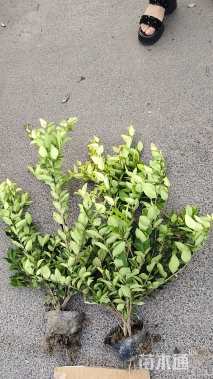 高度40厘米金森女贞小苗