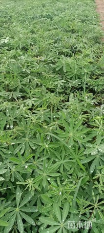 高度20厘米羽扇豆