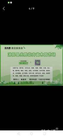 冠幅150厘米银姬小蜡球