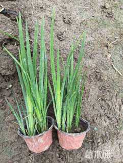 高度50厘米黄菖蒲