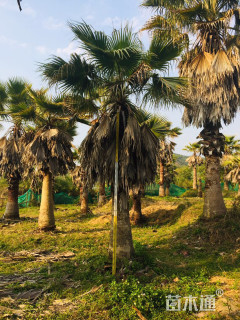 裸干高300厘米华盛顿棕榈