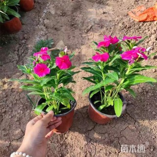 高度20厘米长春花