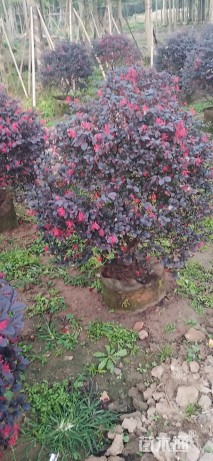 高度30厘米红花继木