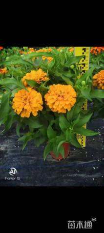 高度10厘米百日草