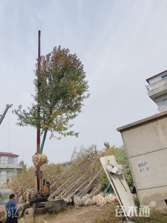 10公分美国红枫