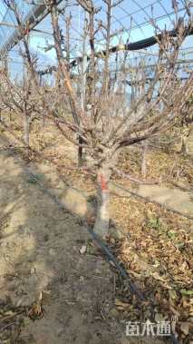 高度200厘米大樱桃