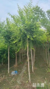 2公分金叶榆