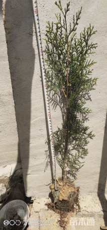 高度60厘米黑松小苗