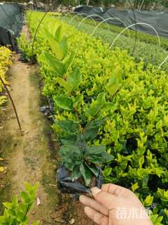 高度20厘米金森女贞