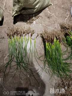 高度25厘米葱兰