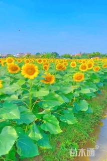 高度20厘米向日葵