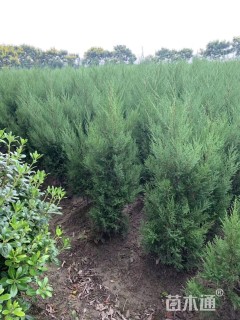 高度150厘米蜀桧