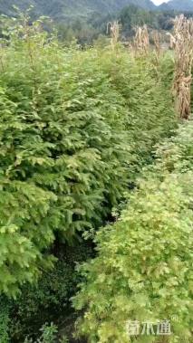 高度60厘米水杉小苗