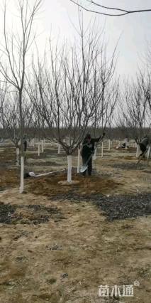 10公分日本晚樱