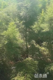 高度40厘米柽柳