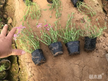 高度15厘米丛生福禄考