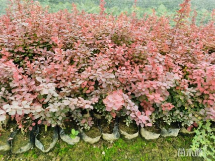 高度30厘米紫叶小檗