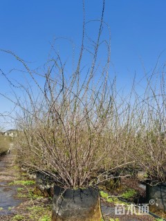 高度120厘米喷雪花
