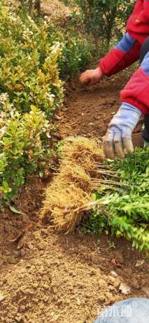 高度30厘米瓜子黄杨