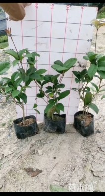 高度25厘米四季桂小苗