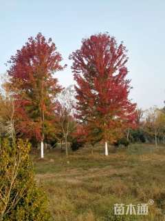 15公分美国红枫-红点