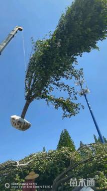 14公分染井吉野樱