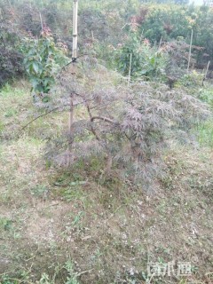 高度60厘米羽毛枫