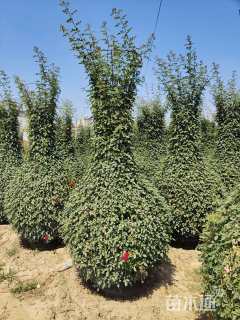 50公分造型月季