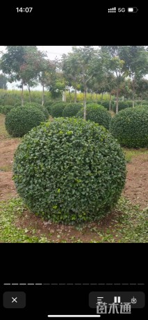 冠幅150厘米卫矛球