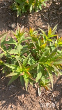 高度15厘米绣线菊