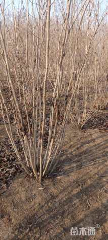 高度150厘米丛生紫荆