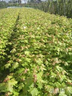 高度20厘米美国红枫-秋火焰小苗