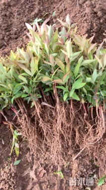 高度10.1厘米南天竹小苗