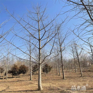 16公分银杏