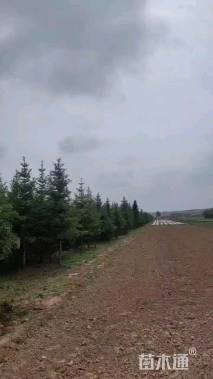 高度200厘米云杉