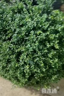 冠幅80厘米龟甲冬青球