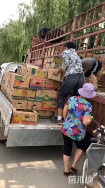 高度10厘米福禄考