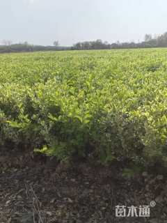 高度50厘米火焰卫矛