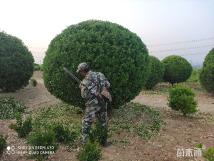 高度330厘米大叶黄杨