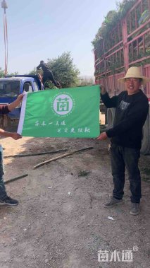 高度250厘米云杉