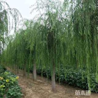 16公分垂柳