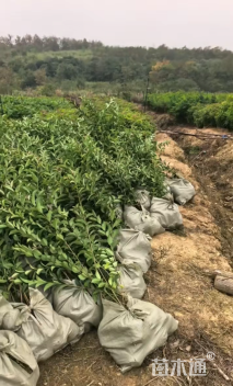 0.6公分大叶女贞