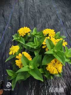 高度20厘米百日草