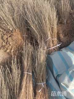 高度25厘米柠条