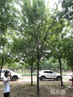 15公分白蜡