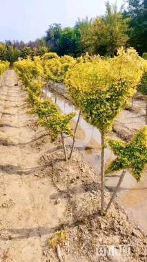 6公分造型亮晶女贞